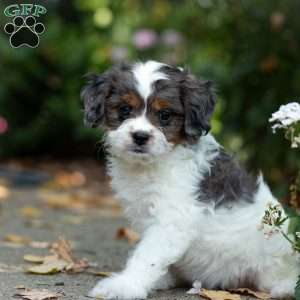 Sunshine, Cavapoo Puppy